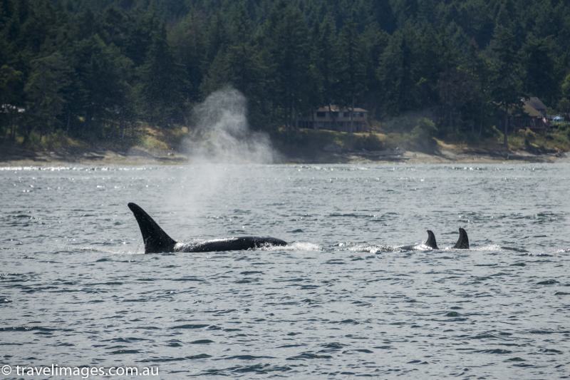 Orcas of the Salish Sea | travelimages.com.au