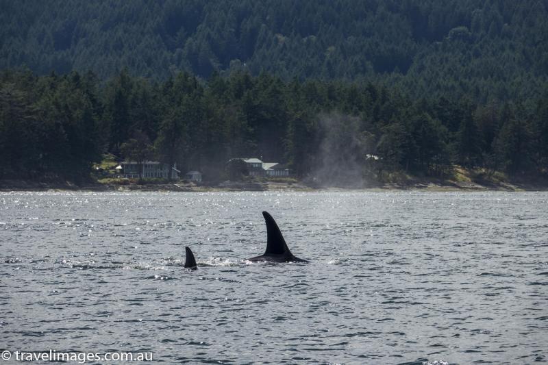 Orcas of the Salish Sea | travelimages.com.au