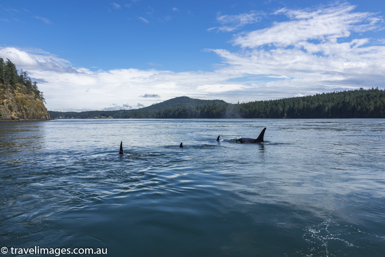 Orcas of the Salish Sea | travelimages.com.au