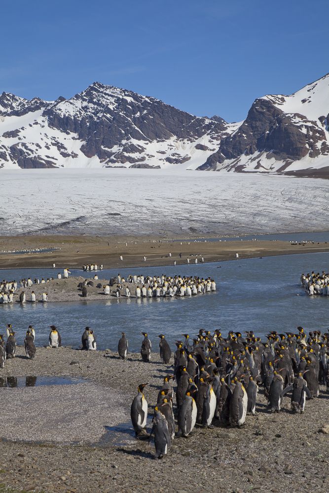 St Andrews Bay & Hercules Bay, South Georgia | travelimages.com.au