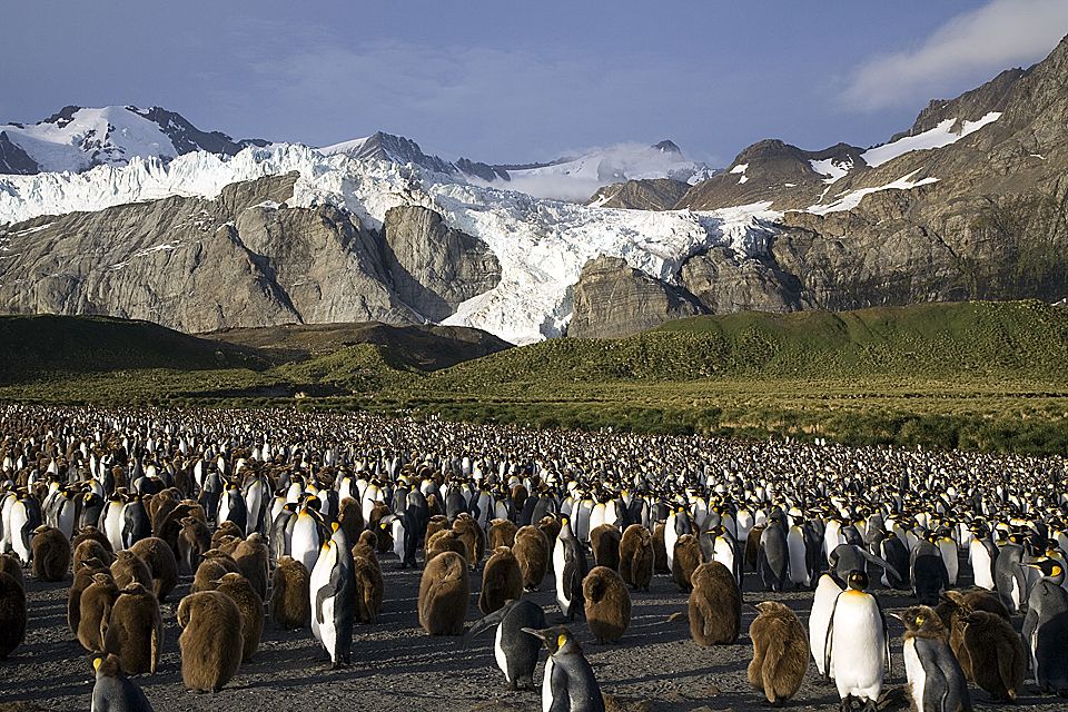 Gold Harbour & Royal Bay, South Georgia | travelimages.com.au