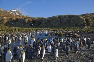 Gold Harbour & Royal Bay, South Georgia | travelimages.com.au