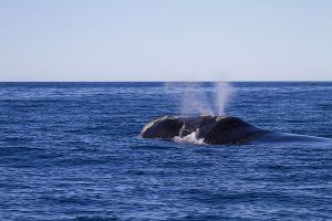 Argentina; Peninsula Valdes; Puerto Madryn;