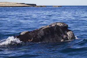 Argentina; Peninsula Valdes; Puerto Madryn;