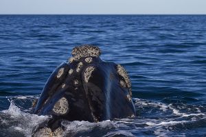 Argentina; Peninsula Valdes; Puerto Madryn;