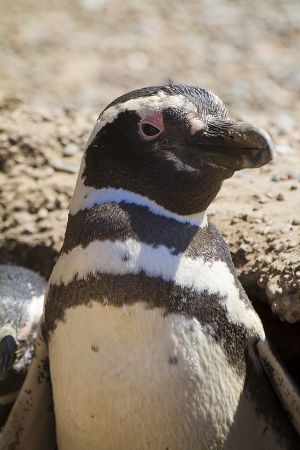 Argentina; Peninsula Valdes; Puerto Madryn;