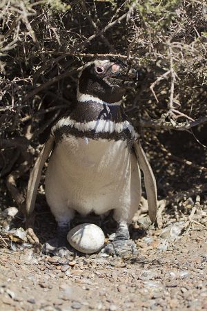 Argentina; Peninsula Valdes; Puerto Madryn;